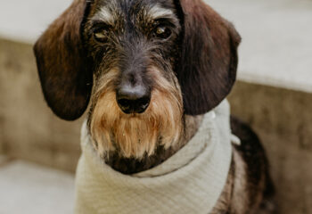 Urmel-9088_700x700 Urmel-9088_700x700